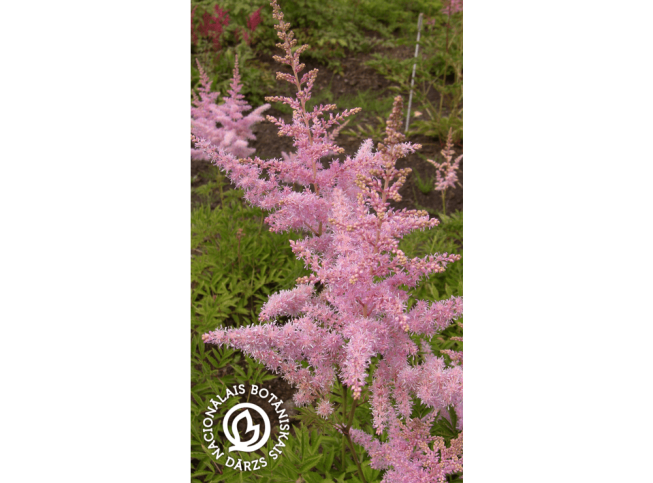 Astilbe × arendsii   'Koknese'